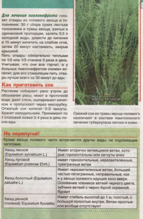 Хвощ трава 200 гр. в Нижнем Новгороде