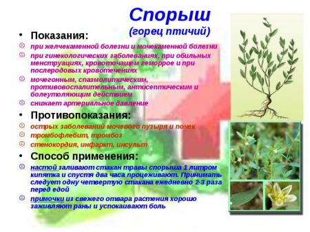 Спорыш трава 250 гр. в Нижнем Новгороде